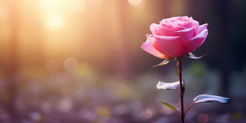 Rolgordijnen A single pink rose flower with blurred background © Muh