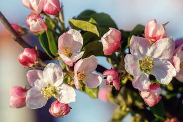 Obraz premium Pink and white apple blossom flowers on tree in springtime.