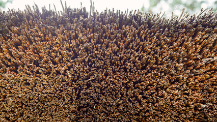 Straw pattern of roof or wall. Thatched roof texture background.