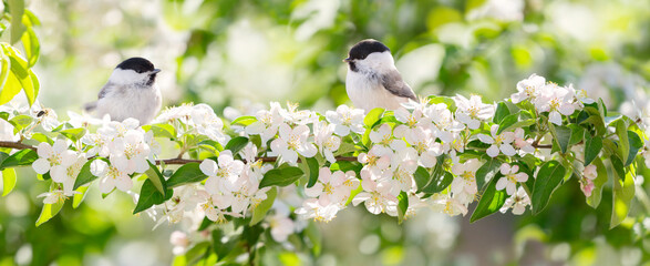 little birds sitting on branch of blossom apple tree. Black capped chickadee