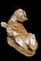 Portrait of an orange cat walking on a glass on a black background