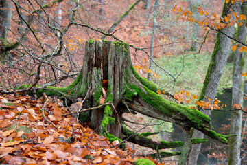 Old tree trunk covered with moss in autumn scenery.