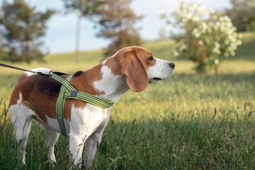An adorable beagle dog dog on a leash standing in the grass sunny spring field.