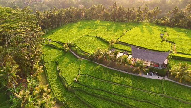 Aerial 4K footage of drone flight over rice fields near Ubud, Bali island during a sunset. Green rice terraces located next to city center