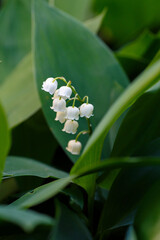 May lily of the valley ( lat. Convallaria majalis ) is a species of herbaceous flowering plants