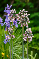 Nectaroscordum ( lat. Nectaroscordum ) is blossom in spring garden