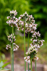 Fototapeta premium Nectaroscordum ( lat. Nectaroscordum ) is blossom in spring garden