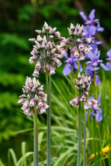 Fototapeta premium Nectaroscordum ( lat. Nectaroscordum ) is blossom in spring garden