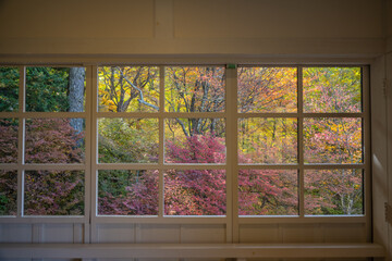 窓の向こうに見える秋の色づいた木々
