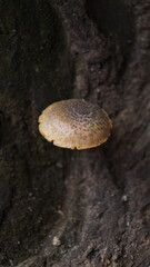 Nature's Silent Symphony: Mushrooms Flourish on a Fallen Giant