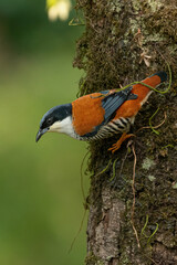 Himalayan Cutia