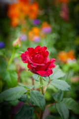 Rose flowers close-up on a background of greenery in summer