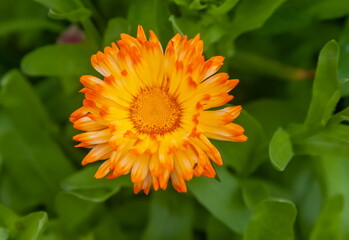 Calendula flowers close-up on a background of greenery in summer