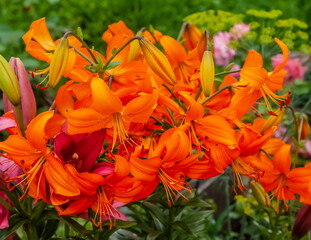 Lily flowers close-up on the background of greenery in summer