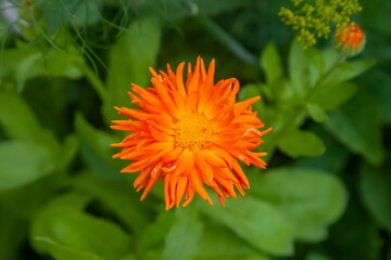 Calendula flowers close-up on a background of greenery in summer