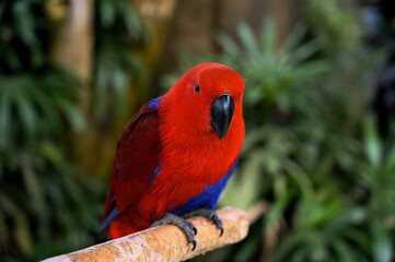 A closeup of a beautiful, colorful red and blue bird in a birds' park in Bali, Indonesia