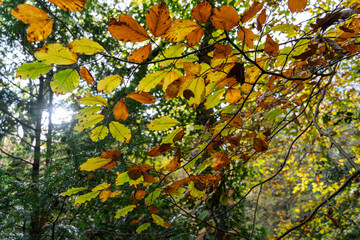 A canopy of Fall or Autumn leaves at Jesmond Dene public park in Newcastle upon Tyne, UK