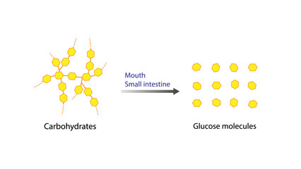 Obraz premium Carbohydrates Digestion. Digestive and absorption sites. Amylase and Maltase Enzymes catalyze Polysaccharide Starch to Monosaccharide, glucose Sugar Formation. Vector Illustration.