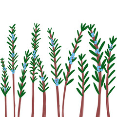 Obraz premium rosemary