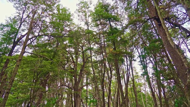 Lenga forest in Bariloche in autumn