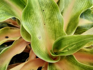 Chlorophytum plant leaves have two colors, namely orange and green