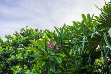 Beautiful view of tropical plants with blooming red flowers.
