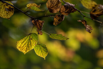 liście w lesie jesienią