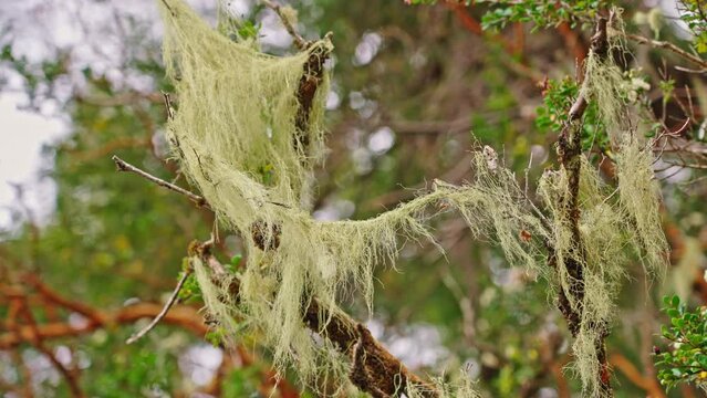 Myrtles Tree in Bariloche