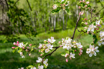 Flowers on the branches of a blooming apple tree in spring in May