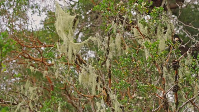 Myrtles Tree in Bariloche