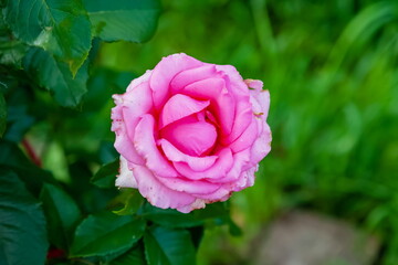 Rose flowers close-up on a background of greenery in summer