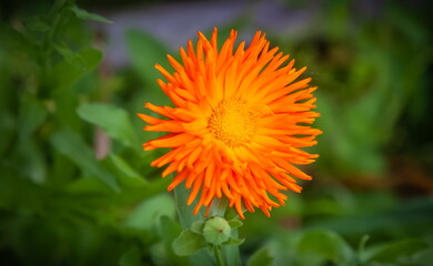 Calendula flowers close-up on a background of greenery in summer