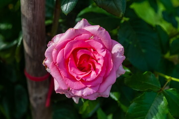 Rose flowers close-up on a background of greenery in summer