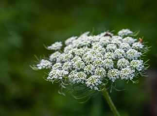 White Hogweed flower close-up on a background of greenery in summer