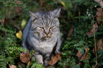 A domestic, gray, tabby cat guards his garden.