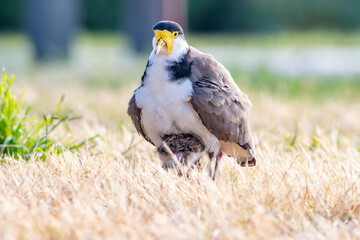 Masked lapwing Vanellus miles, spur-winged plover with young chick standing on sports field in Tasmania Australia