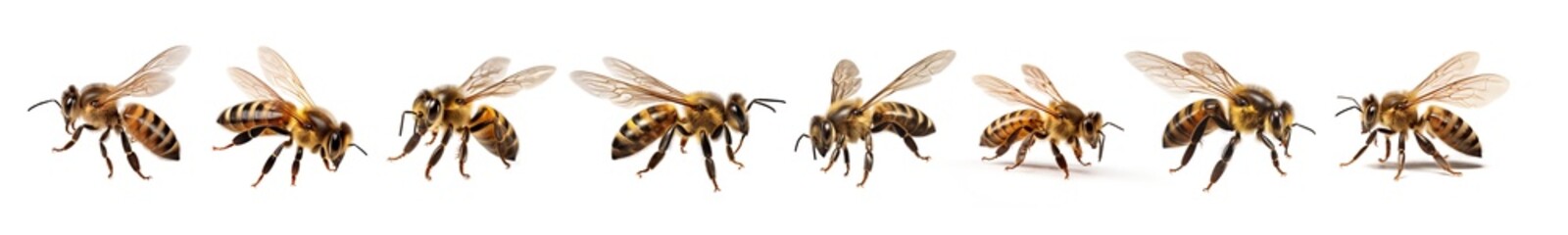 Set of natural bees on a transparent or white background. Macro side close-up view. png image.  - obrazy, fototapety, plakaty