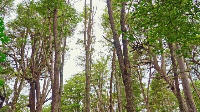 Coihue forest in Bariloche in autumn