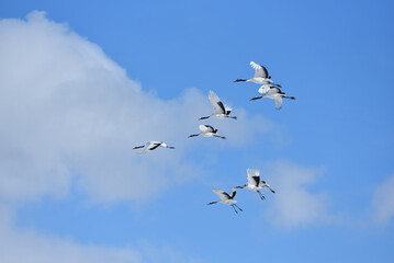 Obraz premium Bird watching, red-crowned crane, in winter