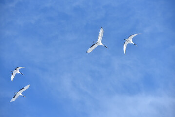 Bird watching, red-crowned crane, in
 winter
