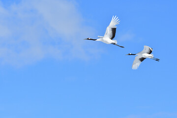Bird watching, red-crowned crane, in
 winter