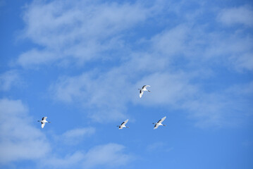 Bird watching, red-crowned crane, in
 winter