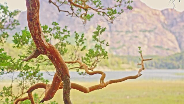 Arrayan tree and the lake in Bariloche