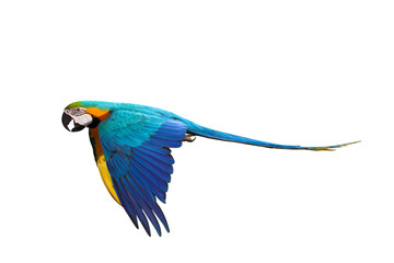 Colorful flying parrot isolated on transparent background png file