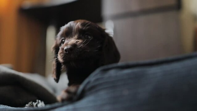 Young English Cocker Spaniel puppy, close-up portrait. Small dark brown English Cocker Spaniel puppy on the sofa. A young playful English Cocker Spaniel puppy looks at the camera. Happy puppy.