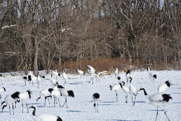 Obraz premium Bird watching, red-crowned crane, in winter