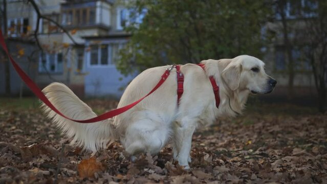 Golden retriever. golden retriever poops. Golden retriever poops in the park, garden, poops in a pile of autumn yellow leaves. A golden retriever on a leash poops on the grass. dog poops on a leash