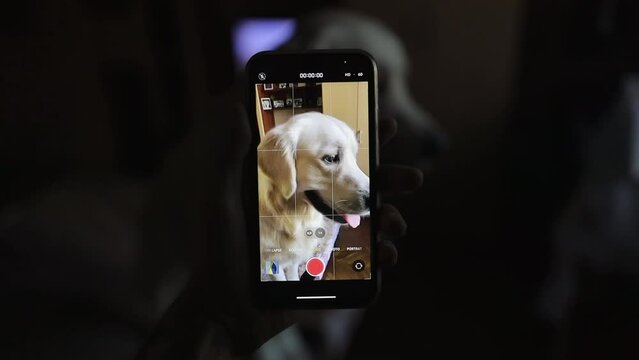 A man takes a picture of a retriever dog, takes a photo or video with a smartphone camera. A man takes a photo of his dog, a golden retriever, and takes a photo or video with a smartphone camera.