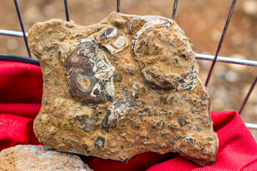Flint slab with fossilized brachiopod shells, fossil search