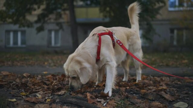 Golden retriever. Golden retriever sniffs fallen autumn yellow leaves. Golden retriever on a leash along the sidewalk in a park, walking area. A golden retriever on a leash walking in the street.